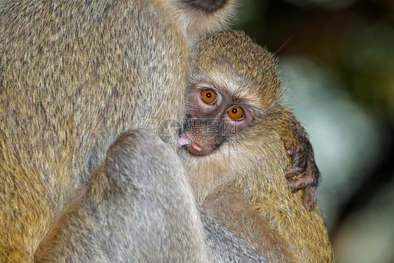 自然野生动物与母亲南非克鲁格公园KrugerNationalPark一起吃奶的婴儿动脉猴关心图片