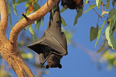 澳大利亚人澳大利亚北部地区Kakadu公园树上挂着的黑色飞行foxPteropusAlecto动物啮齿的背景