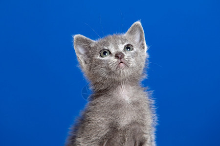 品种短的小猫蓝底有灰色头发的小猫单身图片