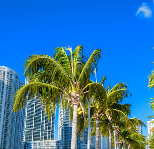 树木钥匙旅行棕榈树和现代的迈阿密天线在阳光明媚的日子图片