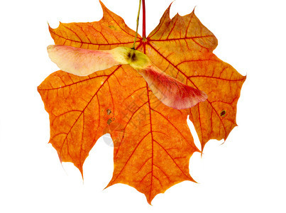 光影下的秋季树叶图片