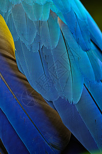 蓝色羽毛红色的金刚鹦鹉彩虹蓝色和金麦毛羽背景