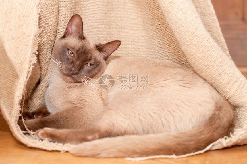 美丽困睡的暹罗猫躺在一丝长着的窗帘里浅褐色棕俏皮图片