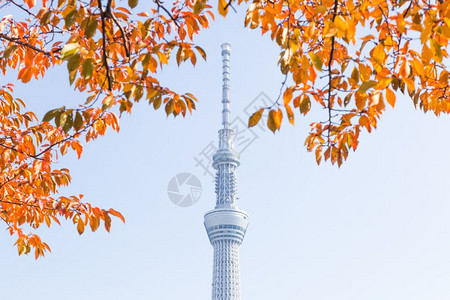 墨田地标东京天空树在公园摩大楼东京空树的下在白天日本东京2016年月4日河图片
