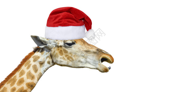 可爱的长颈鹿头在圣诞帽子上孤立在白色背景上有趣的长颈鹿头上孤立投标鼻子圣诞节图片