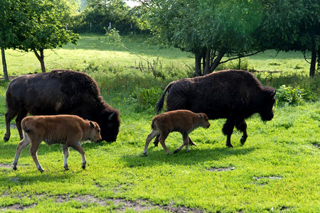 石勒苏益格荷尔斯泰因基动物圈里的比森家族庭池塘图片