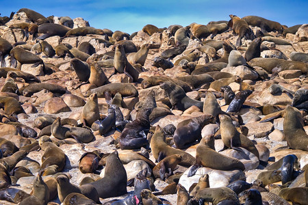 西班牙富尔角海豹阿克托切法鲁斯普西卢鲨鱼巷盖塞尔岩代岛甘斯巴伊西开普南非洲脓杆菌荒野图片