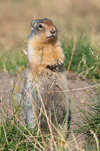 旅游哥伦比亚地松鼠Urocitelluscolumbianus在草地上沃特顿湖公园加拿大艾伯塔省物种非城市图片