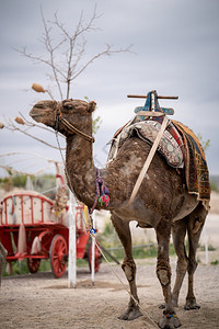 户外土耳其卡帕多西亚骆驼肖像安纳托利亚火鸡图片