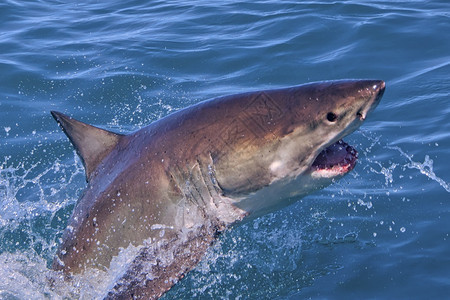 阿尔贝托生物学海洋大白鲨鱼CarcharododonCarcharias甘斯巴伊南非西开普洲阿尔韦托卡雷拉图片