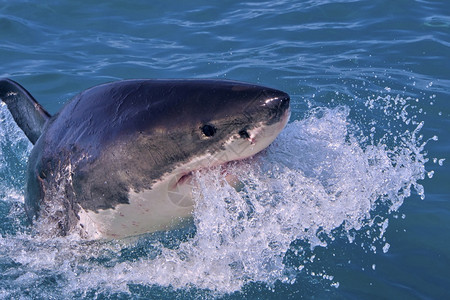 动物学观鲨大白鱼CarcharododonCarcharias甘斯巴伊南非西开普洲阿尔韦托卡雷拉图片