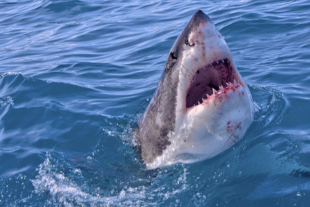 大西洋动物群白鲨鱼CarcharododonCarcharias甘斯巴伊南非西开普洲阿尔韦托卡雷拉避难所图片