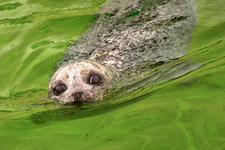 生物学三角洲公园HarbourSealPhocavitulinaDeltaparkNeeltjeJansZeelend荷兰欧洲福图片