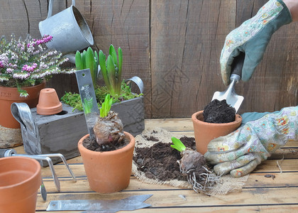 家木制的植物园艺员拿着铁铲把土壤放进花盆中以浇灌青柳花图片