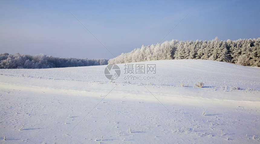 一片有雪覆盖草和树木的田地冬季风景在混合森林中生长野地上阳光明媚的天气冬风景季节晴冷冻图片