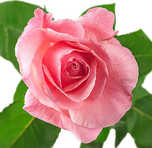 天滴粉红玫瑰花覆盖白背景的露与世隔绝粉红玫瑰花覆盖露明亮的图片