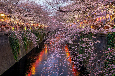 盛开天空中目黑日本东京Meguro运河樱花或晚上在日本东京图片