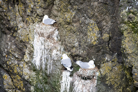 洱海海鸥时间Rissatridactyla在法罗群岛的巢穴上水户外背景