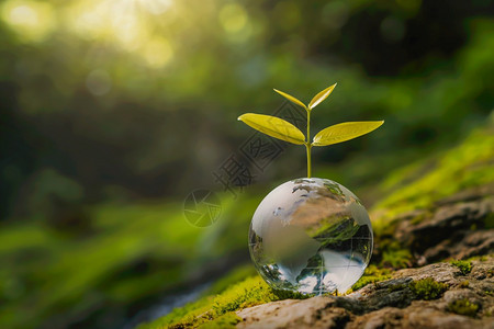 保持生长树种和绿色自然的玻璃球模糊了背景生态地球日概念绿地日概念生活图片