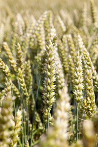 成熟生长关闭田地小麦绿色卖场太阳图片