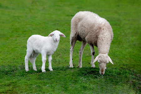 羊毛母和小羔在绿草地上放牧时间农业图片