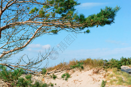 绿色松弛海岸树枝沙丘海滨松林树枝和沙丘上的松树林图片