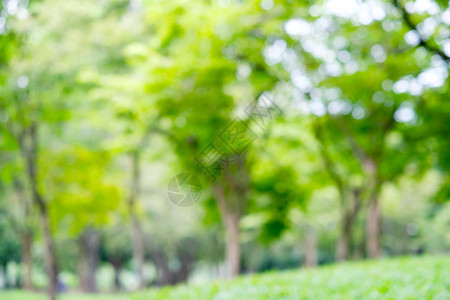 户外颜色露背景模糊绿公园背景和布蓝绿公园背景新鲜图片