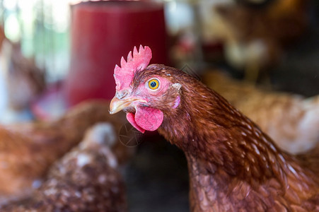 养鸡场里的鸡红色的高清图片素材
