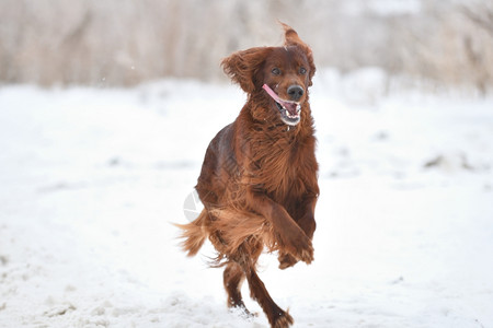 红色的霜爱尔兰养狗犬队红骑手玩冬季散步雪图片