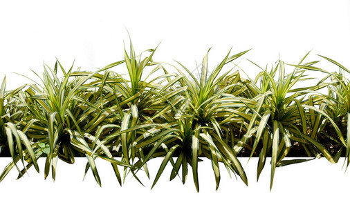 衬套叶子以白色背景隔离的装饰变动草热带植物树和木白色的图片