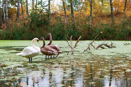 青年池塘上的天鹅家族野池塘家族蓬松的春天图片
