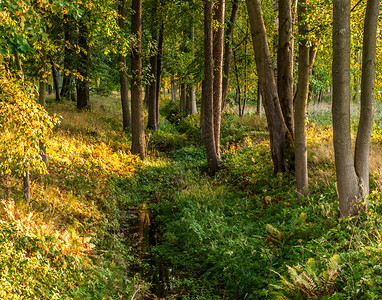 宁静在阳光明媚的秋天森林风景照耀着阳光林地户外图片
