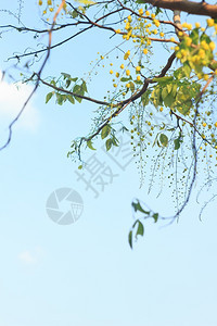 黄色的夏天肉桂蓝空的卡西亚瘘管病图片