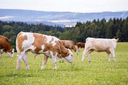红荷斯坦牛群在草地上放牧公牛吃哺乳动物图片