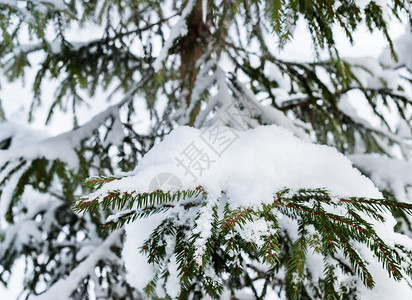 在下面新的积雪斯普鲁树枝松寒冷的高清图片素材