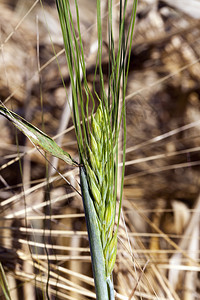 射线一种长钉片绿色大麦其背景是一块带黄色小红雀的绿地一个封闭的农业区一个绿大麦图片