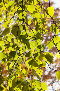 光影下的秋季树叶图片