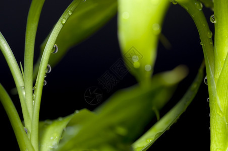 植物花园黑色背景的孤立竹自然图片