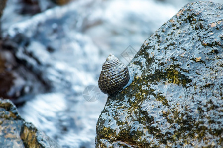 海中岩石上的壳蚌青口贝棕色的图片