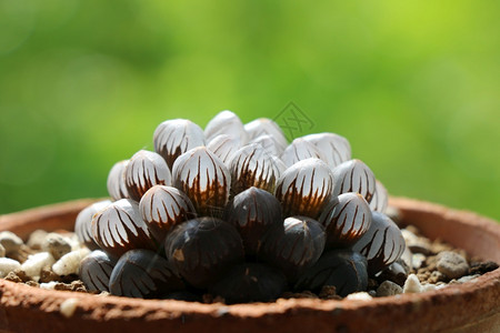 温室中的CactusSucculent植物学美丽的叶子图片