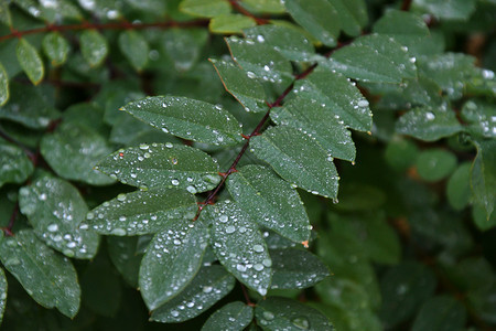 黄色的美丽城市公园下雨后秋天离开树叶背景图片