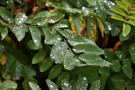 城市公园下雨后秋天离开美丽的丰富多彩环境背景图片