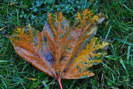 新鲜的蒙金城市公园下雨后秋天离开背景图片
