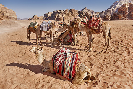 放牧在约旦瓦迪鲁姆河谷的风景沙漠中有一小群骆驼在等待一辆大篷车砂岩月亮图片