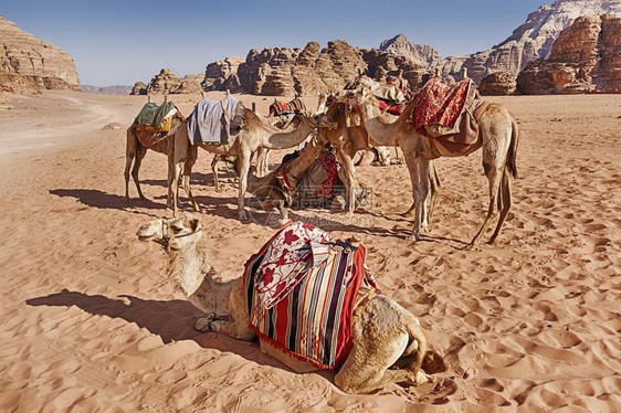 放牧在约旦瓦迪鲁姆河谷的风景沙漠中有一小群骆驼在等待一辆大篷车砂岩月亮图片
