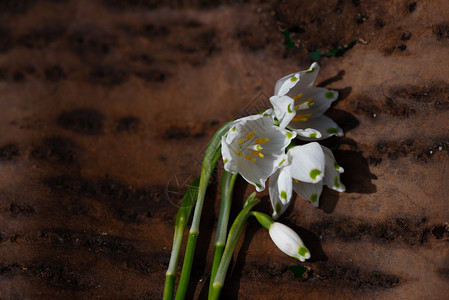 春天美丽的白色雪花绽放春天美丽的白色雪花绽放自然投标风花图片