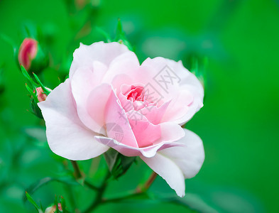 粉色盛开的玫瑰图片