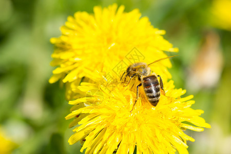 一种夏天丹德利翁花朵和蜜蜂近的收集花蜜糖图片