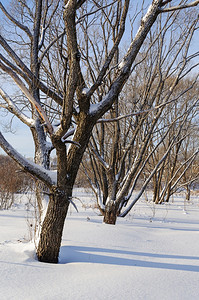 树林干白雪皑风景雪覆盖的裸树阳光明媚的冬日图片