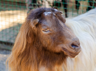 牛奶棕白山羊为照片作姿势乡村的喇叭图片